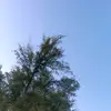 syrr0000