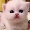 fhhj439