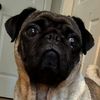 chimans.el.pug