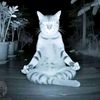 Kucing XD