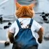 catsfunaround