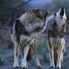 wolf13185