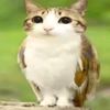 meowl931
