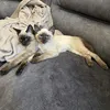 meowloandco