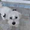 stevostevanovic6