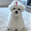 Lovey the Maltese
