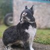 oreothebunnyyy