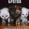 whycatscool_0