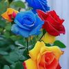 shahnawazalicha93