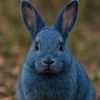 liamlovesbluebunnies