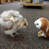 owletdreaming