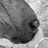 rodeo_lover2