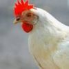 i.love.chickens55