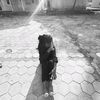 maysha9523
