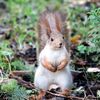 wildanimals801