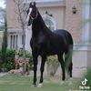 zeeshan.rajput.29