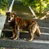 uffva_kuba_lola