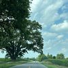 morgan_1948