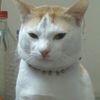 tanhid.sued