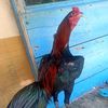 pecinta.ayam115