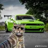 قوطية فلافل ولفة ببسي اويلييي