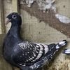 kuwait.pigeons