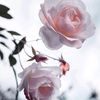 ashrakatmamdouh19