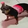 chillujbracie