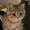tihdhdvdv