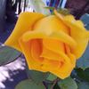 eduardosalome811