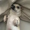 dianathechi