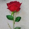 rosidahaldy29