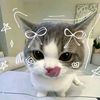 kimkuin_1521