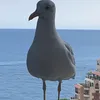 ilyasfon2