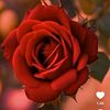 siti.sarah6794