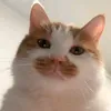 这里有mukbang