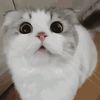 kittynancy2