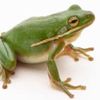 tradefrogsforfrogs