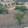 jawadrjawad1974