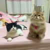 cat_arnew