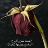 abdelhmidkhelifi