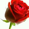user7399080812402