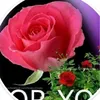 user7917134662584