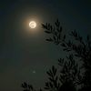 hamziii__46