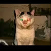 ha4m4arsh