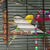 luna.gucio.budgie