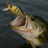 Hook, Line & Sinker