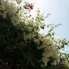 aabirsabil266