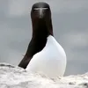 raisinraisinraisin