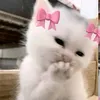 mariposa_malak